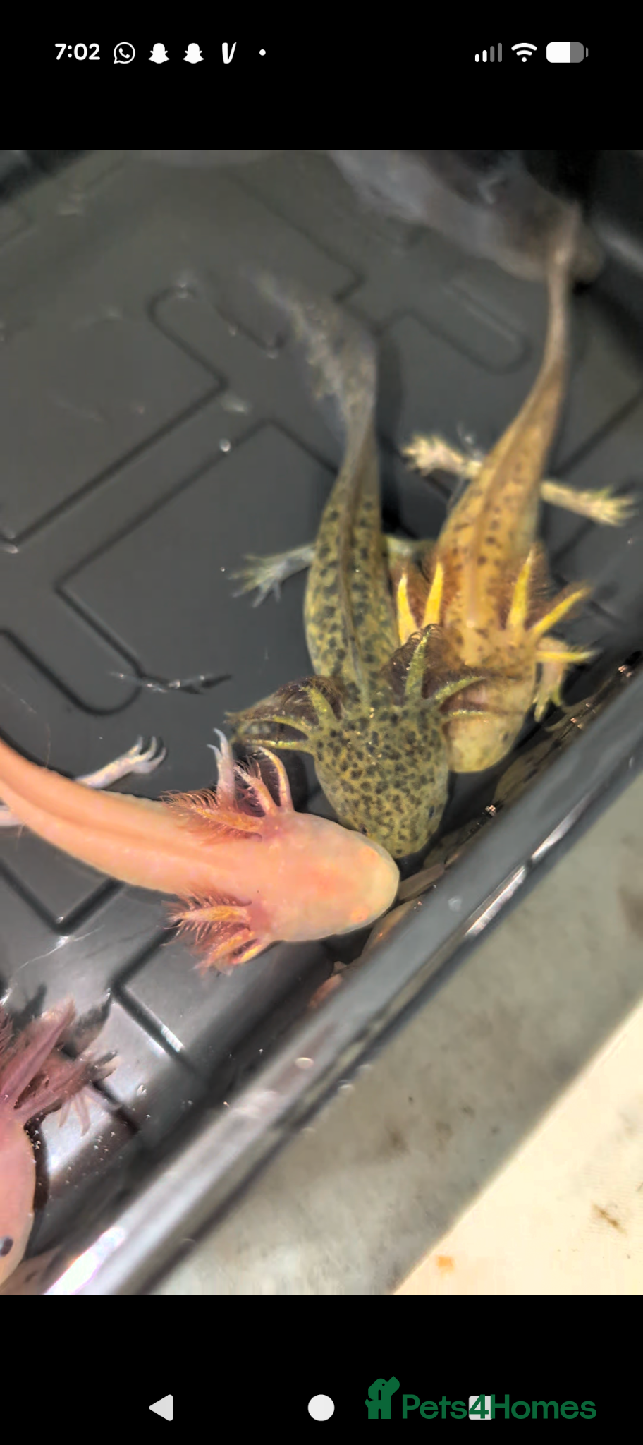 Axolotl reptiles Beautiful hypo baby Axolotls available last few  - Advert 2