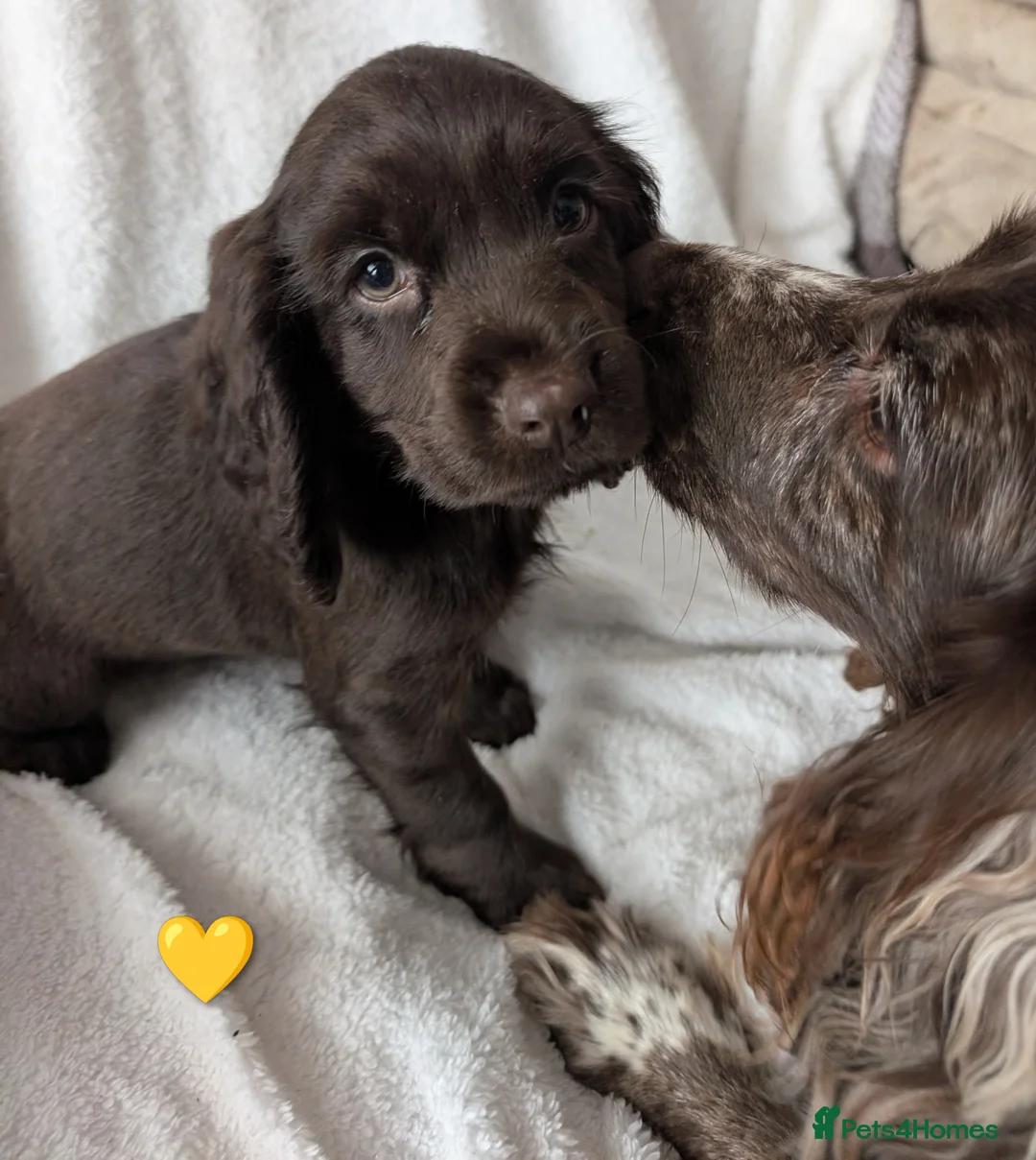 Cocker Spaniel dogs for sale: Cockerspaniel puppies ready soon! - Advert 17