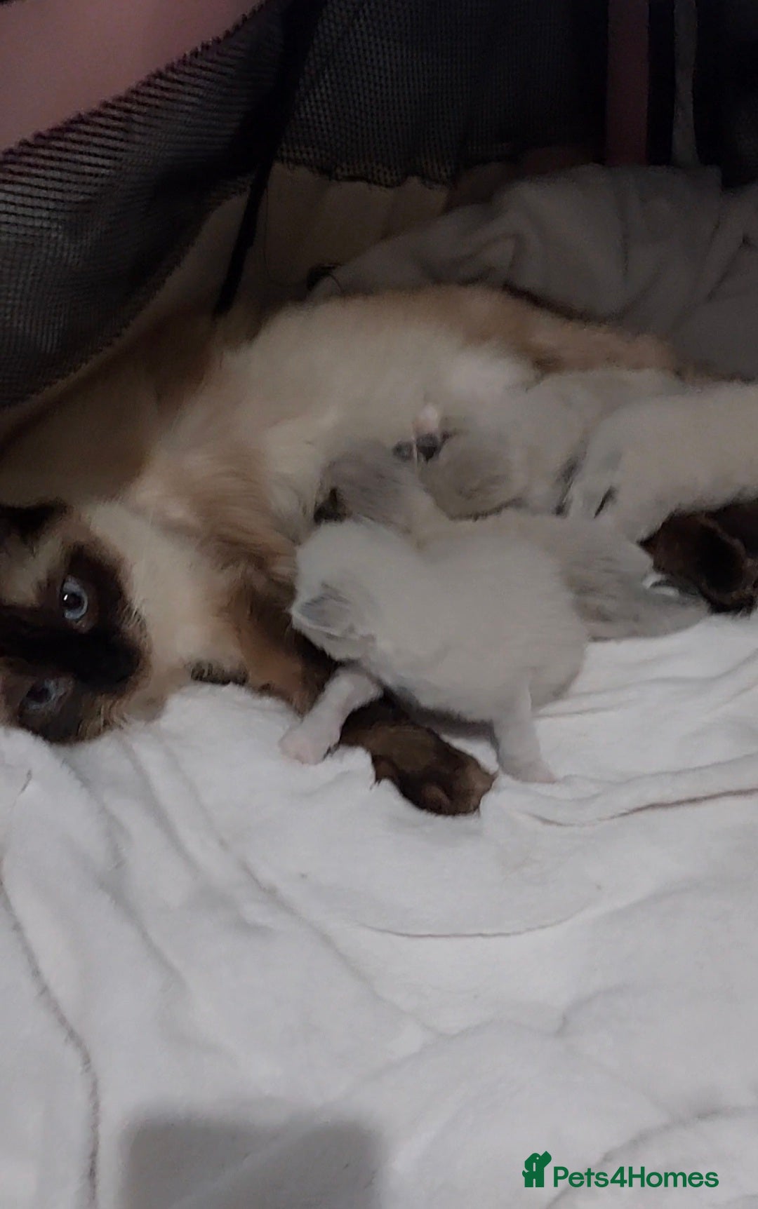 Ragdoll cats for sale: Adorable purebred original Ragdoll boy. 🐱 - Advert 15