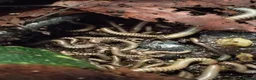 Isopods invertebrates for sale: Isopods Cubaris Ardentiella Sinodillo Spherillo  in Telford - Advert 14