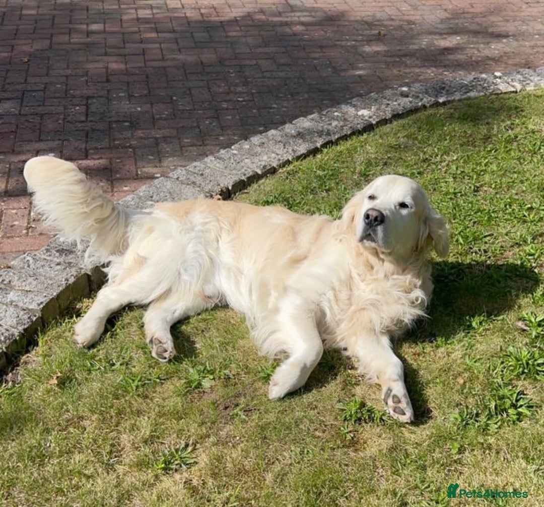 Golden Retriever dogs for stud: STUD – KC Registered Golden Retriever – Proven - Advert 5