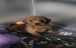 Cockapoo dogs for sale: Reduced!! Stunning F1B Toy Cockapoo Puppies  - Image 5