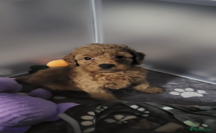 Cockapoo dogs - Advert 9
