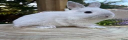 Netherland Dwarf rabbits for sale: Adorable friendly pure bred nethies  - Advert 8