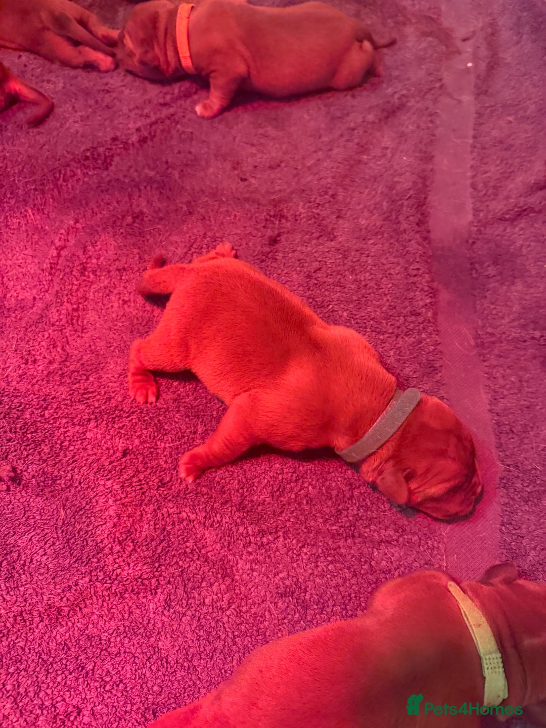 Dogue De Bordeaux dogs for sale: DOGUE DE BORDEAUX PUPPIES AVAILABLE 16/03/26 - Advert 9