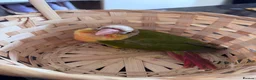 Conures birds for sale: Conure Hand Reared Babies Looking for new perches - Advert 8