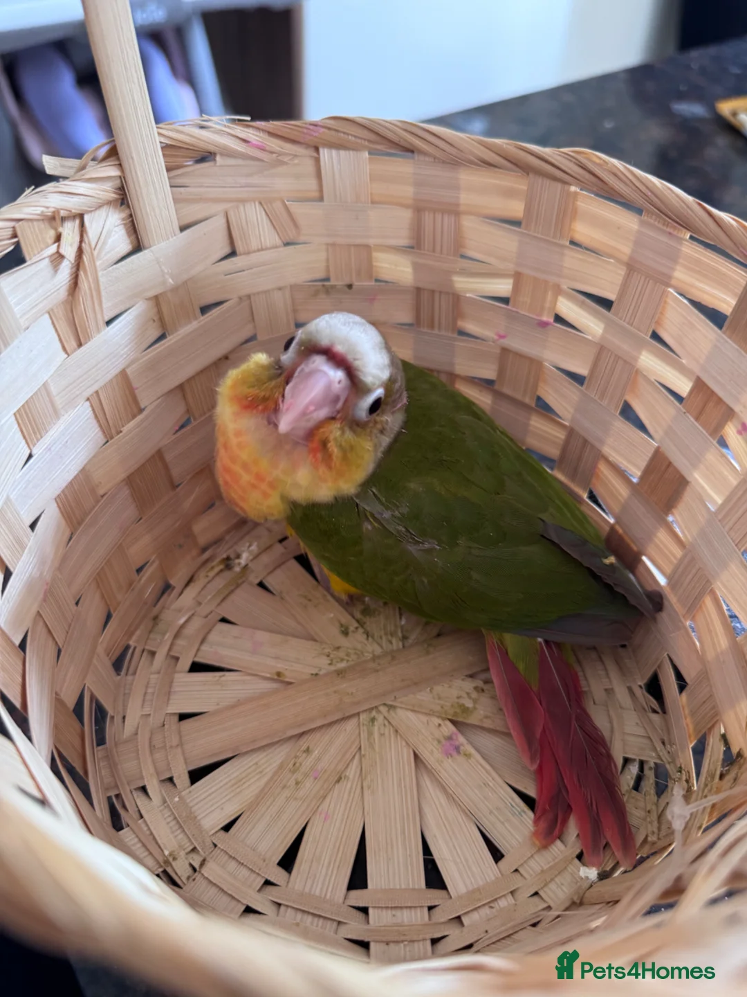 Conures birds for sale: Conure Hand Reared Babies Looking for new perches - Advert 8