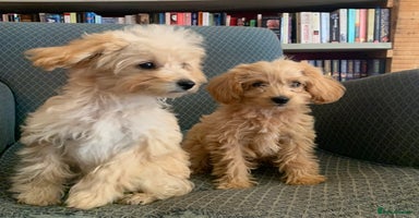 Pomapoo dogs - Advert 1