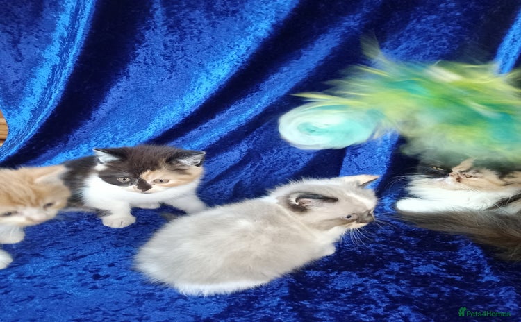Persian cats - Advert 8