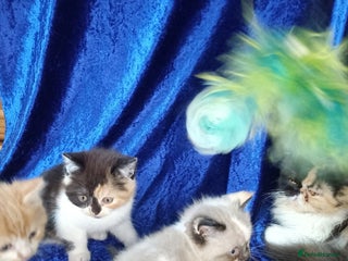 Persian cats - Advert 3