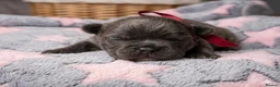 French Bulldog dogs for sale: French bulldog Puppies  - Advert 4