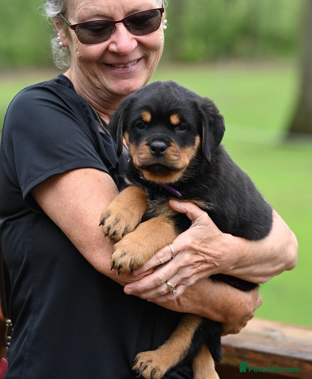 Rottweiler dogs for sale: Well socialised rottweiler pups for sale in Hatfield - Advert 2