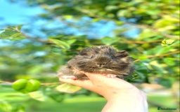 Guinea Pig rodents for sale: Long haired Guinea Pigs For Sale - Image 1