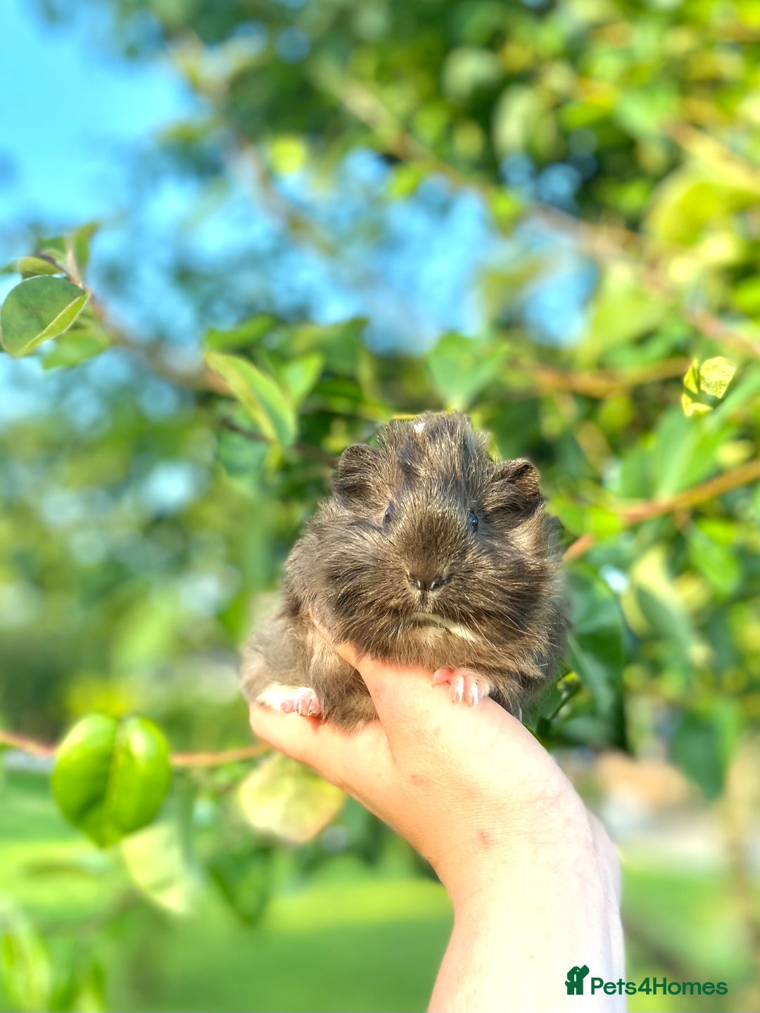 Guinea Pig rodents for sale: Long haired Guinea Pigs For Sale - Image 1