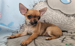 Chihuahua dogs for sale: Fully vaccinated extra mini Chihuahua puppies - Image 1