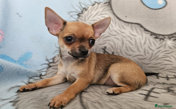Chihuahua dogs - Advert 11