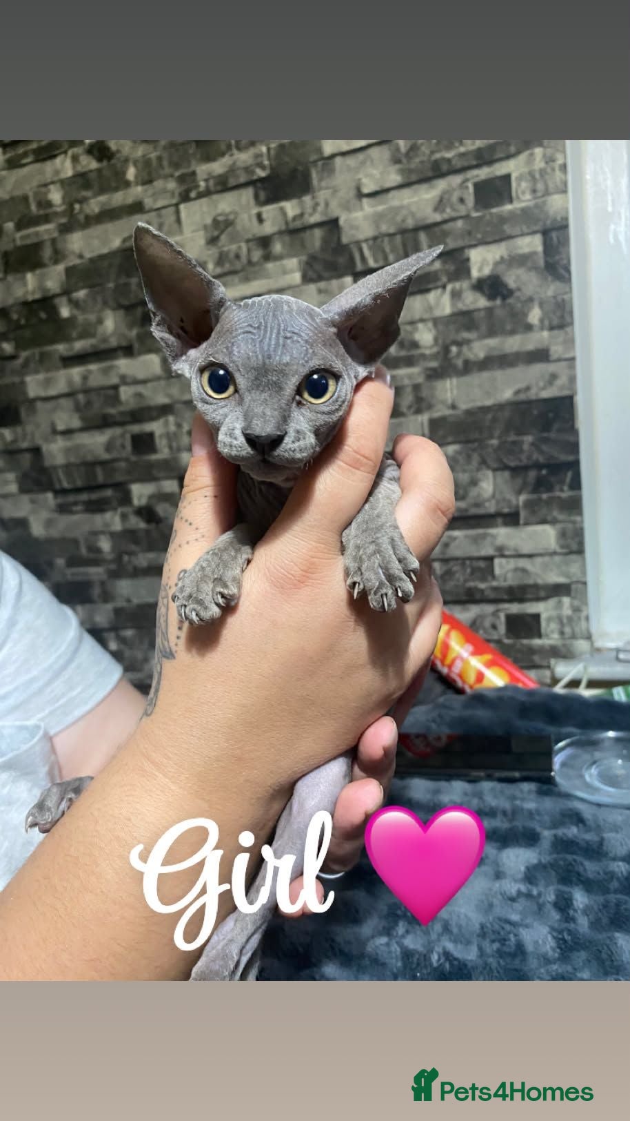 Sphynx cats Sphynx kitten ready for a new home..💙💙💙🩷 - Advert 14