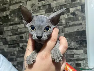 Sphynx cats Sphynx kitten ready for a new home..💙💙💙🩷 - Advert 14