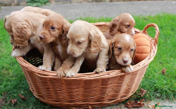 Cocker Spaniel dogs - Advert 4