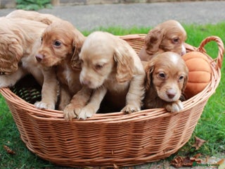 Cocker Spaniel dogs - Advert 5
