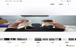 Rat rodents for sale: 2 male rats 1yr old with cage and accessories  - Image 5