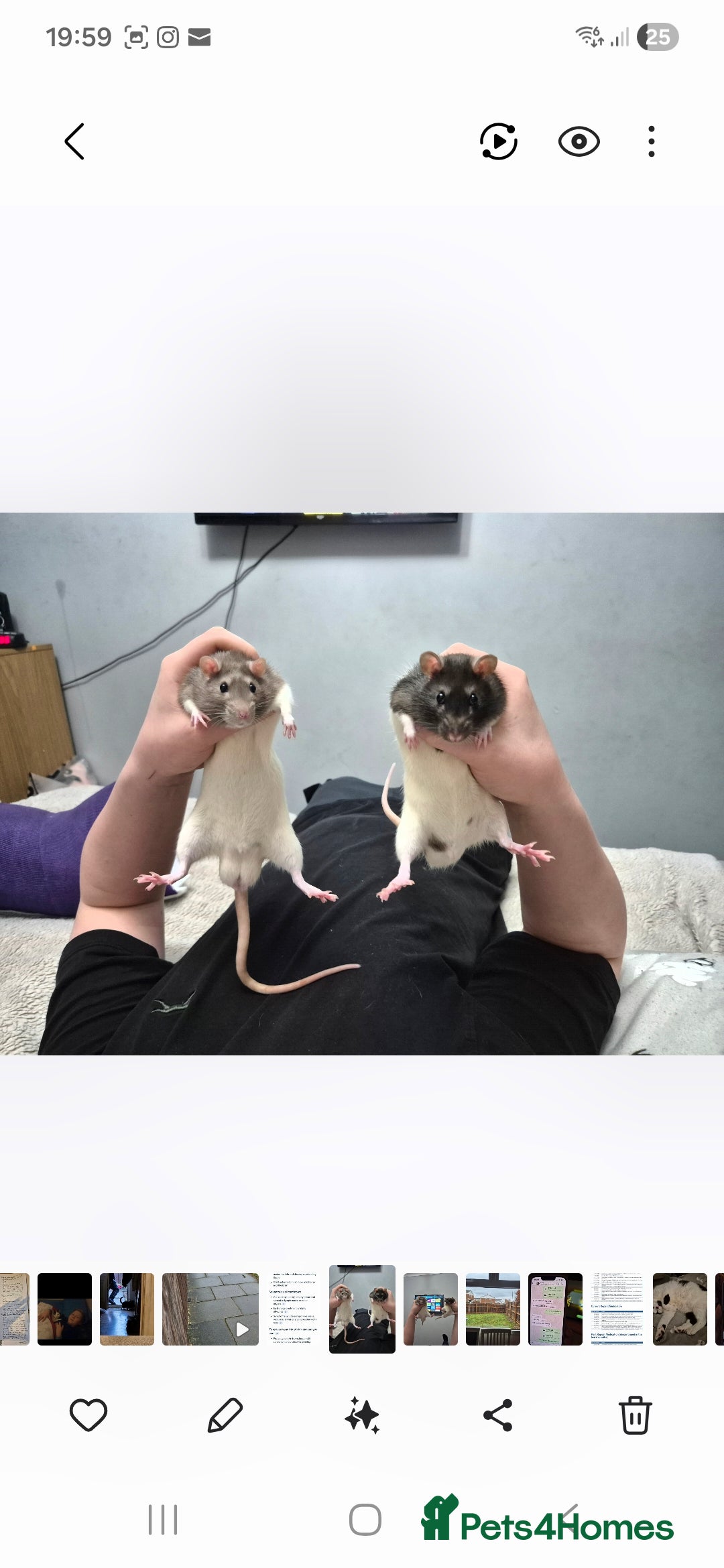 Rat rodents for sale: 2 male rats 1yr old with cage and accessories  - Image 5