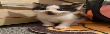 oreo