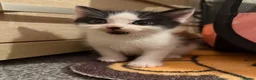 Domestic Shorthair cats for sale: 3 beautiful kittens in Winsford - Advert 4
