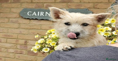 Cairn Terrier dogs - Advert 13