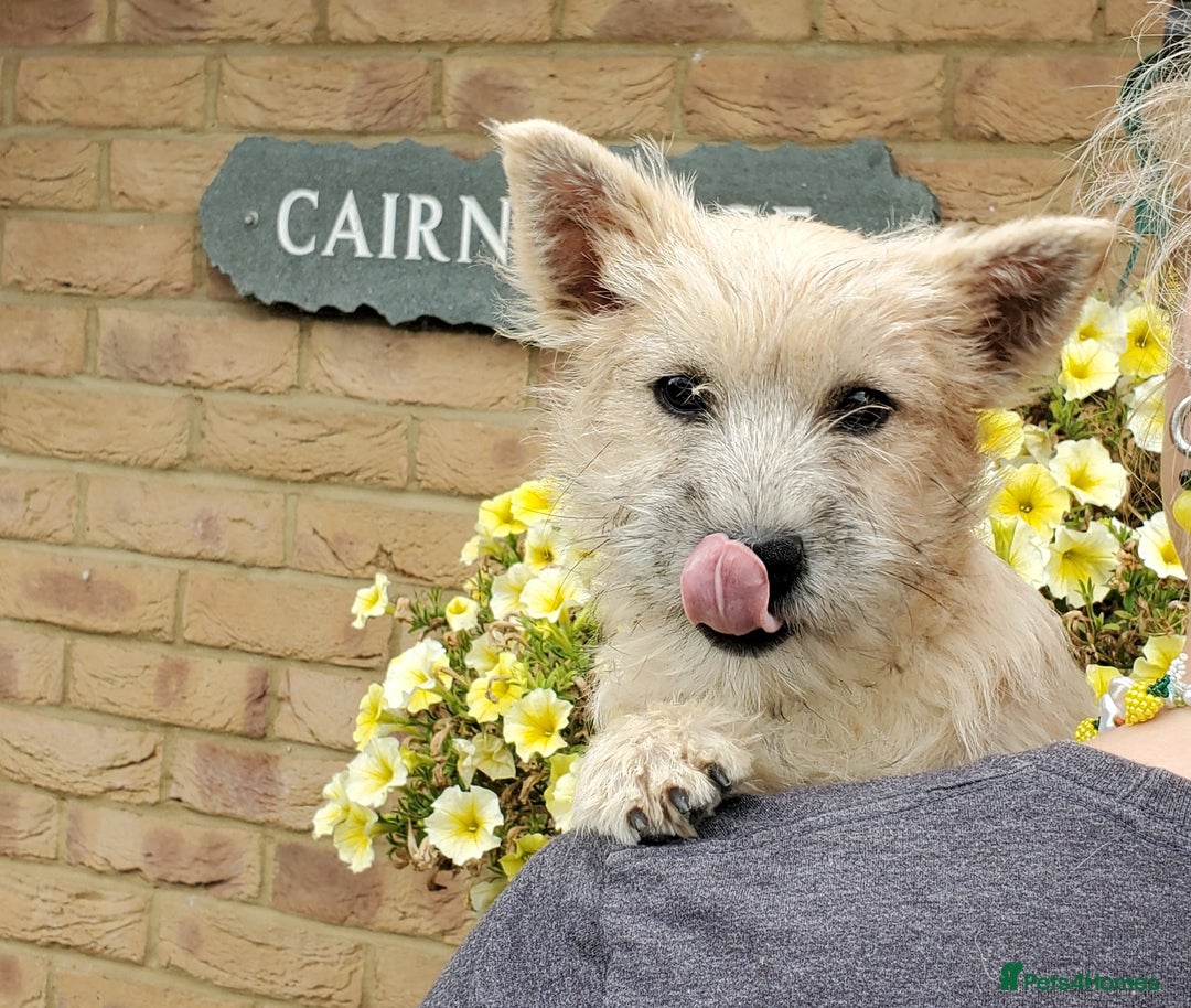 Cairn Terrier dogs for sale: Brother & Sister Looking for Loving Homes - Image 2
