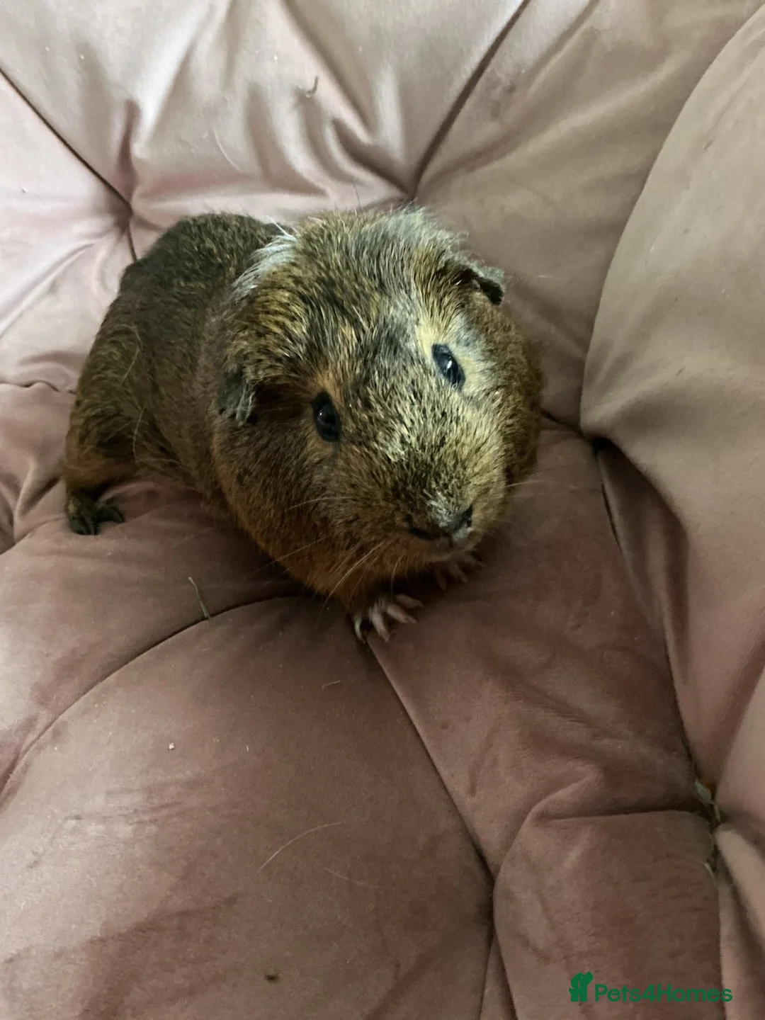 Guinea Pig rodents for sale: 3 boars for sale  in Matlock - Advert 2