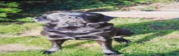 Labrador Retriever dogs for stud: KC Registered, fully health tested Labrador Stud - Advert 1