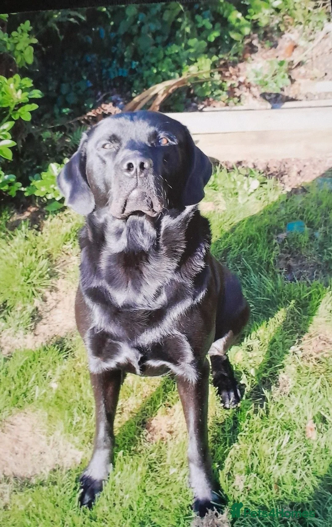 Labrador Retriever dogs for stud: KC Registered, fully health tested Labrador Stud - Advert 1