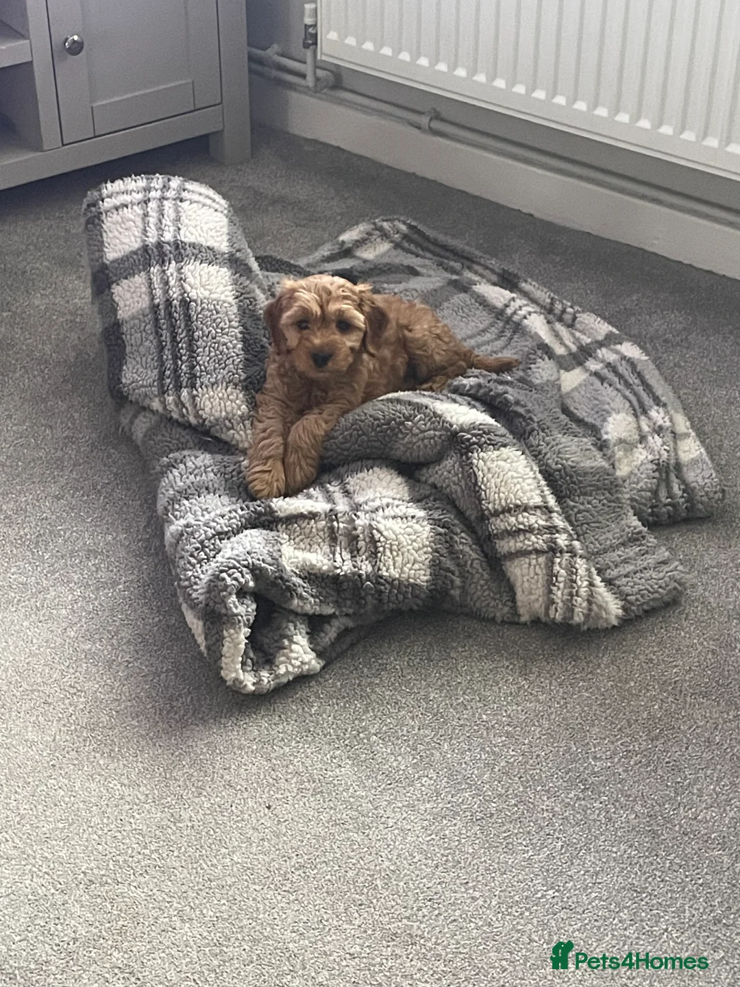 Cockapoo dogs for sale: Cockapoo puppy - Advert 2