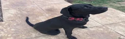 Cane Corso dogs for sale: Loving Cane Corso Boy - Advert 3