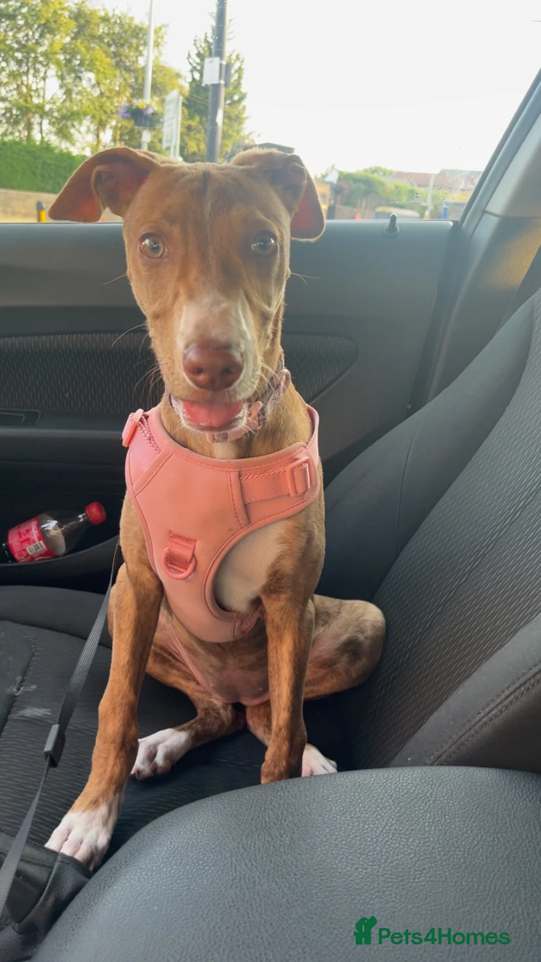 Mixed Breed dogs for sale: Female dog for sale in Sheffield - Advert 3