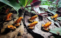 Frog reptiles for sale: Group of 10 grown on Phyllobates Terribilis - Image 1