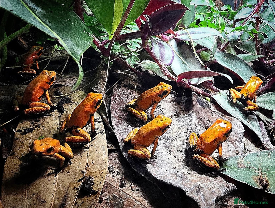 Frog reptiles for sale: Group of 10 grown on Phyllobates Terribilis - Image 1