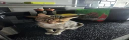 Mixed Breed cats for sale: Mom and babies  in Brierley Hill - Advert 3