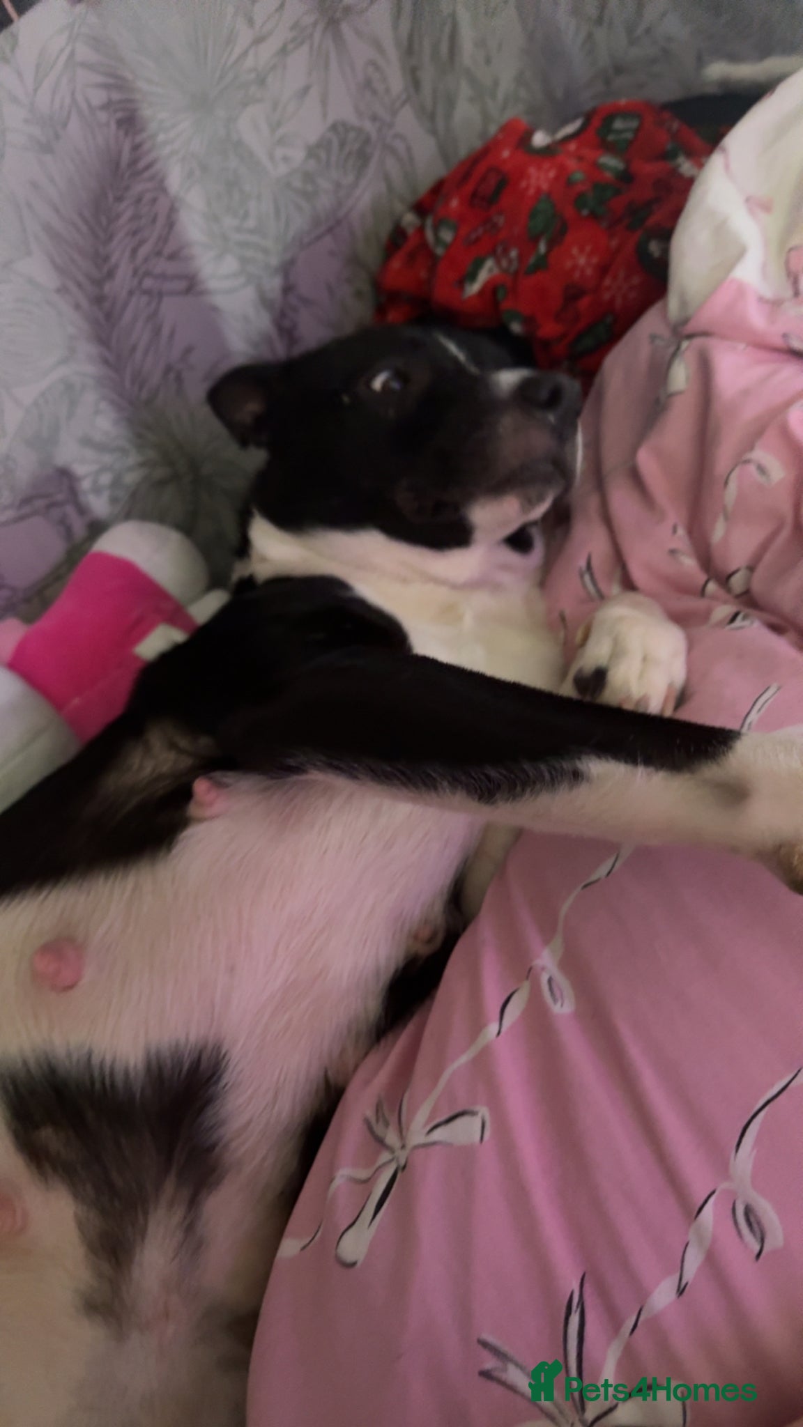 Mixed Breed dogs Border collie x staffie x German sheppard pups - Advert 2