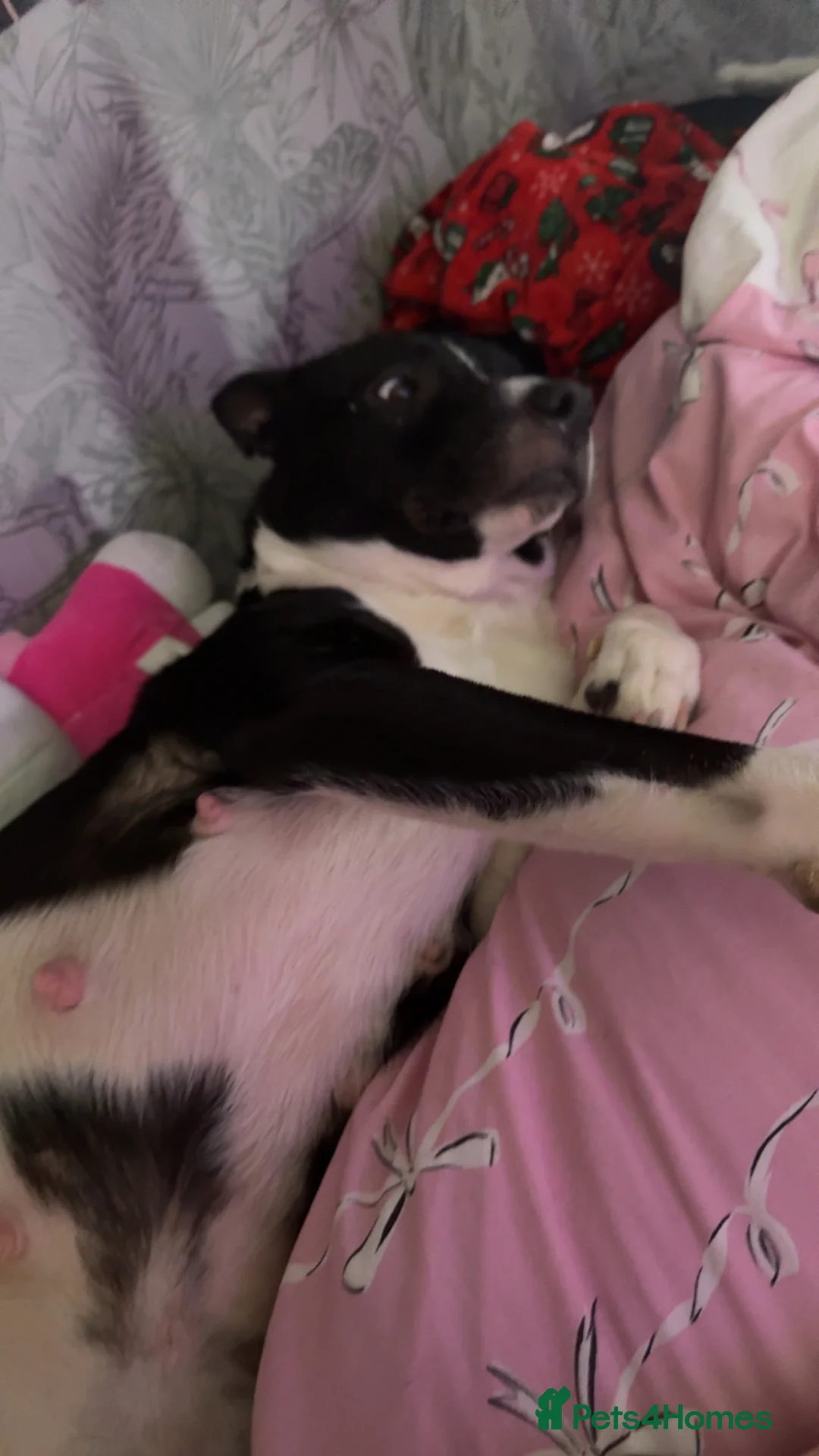 Mixed Breed dogs for sale: Border collie x staffie x German sheppard pups - Advert 1