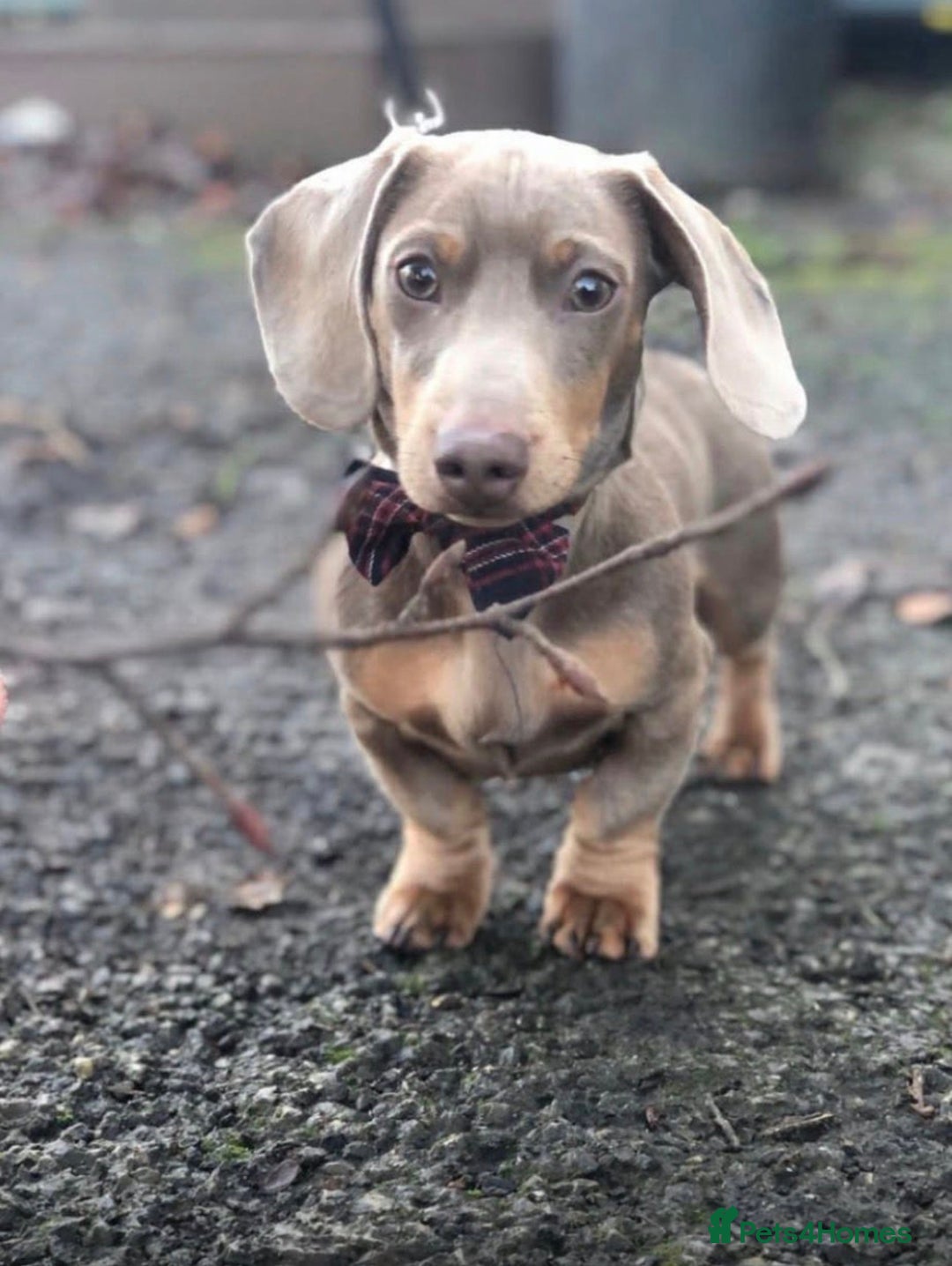 Miniature Dachshund dogs for sale: Miniature dachshund - Advert 6