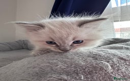 Ragdoll cats for sale: Gorgeous Ragdoll Lynx Girls!  - Image 16