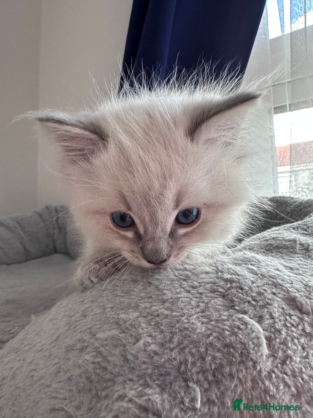 Ragdoll cats for sale: Gorgeous Ragdoll Lynx Girls!  - Image 16