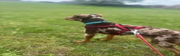 Russian Toy Terrier dogs for stud: PRAGUE RATTER boy for stud - Advert 10