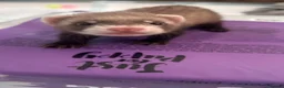 Ferret rodents for sale: Ferret kits for sale - Advert 6