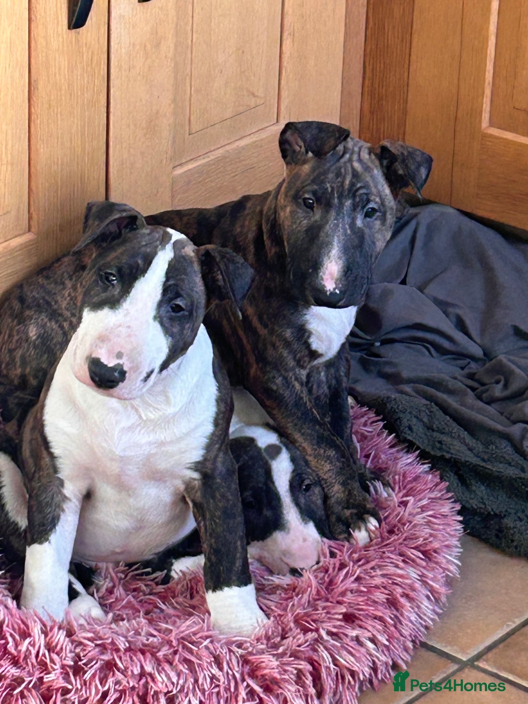 Bull Terrier dogs for sale: Lovely big boned bull terrier  - Advert 16