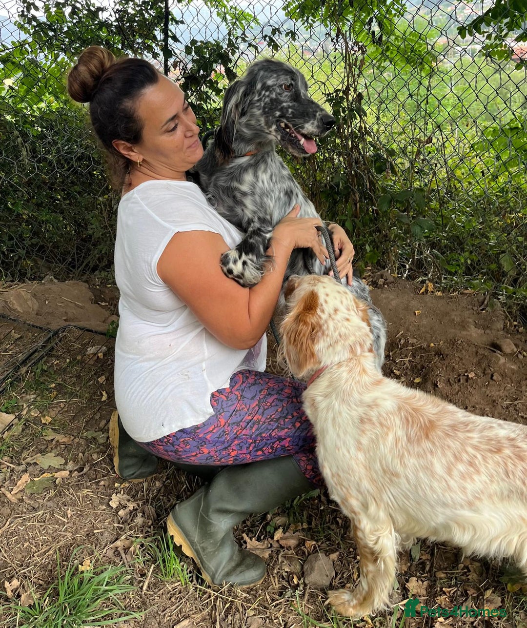 English Setter dogs for adoption: Tana  - Image 4
