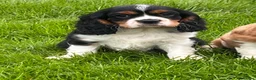Cavalier King Charles Spaniel dogs for sale: Beautiful cavalier King Charles puppies  - Advert 6
