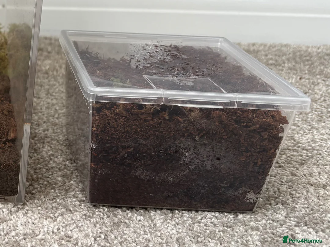 Tarantulas invertebrates for sale: Juvenile Unsexed G.Pulchra - Advert 2